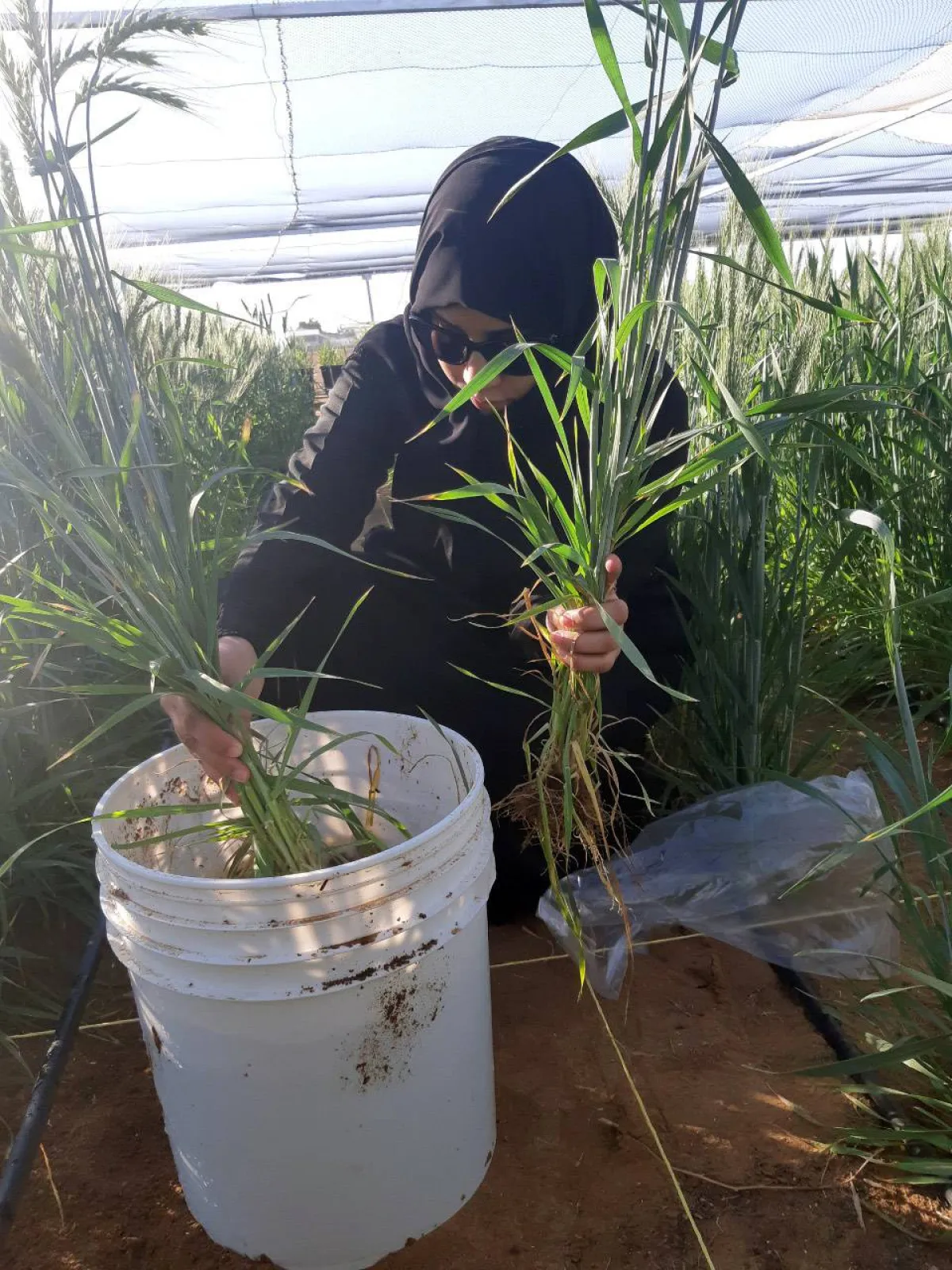  الباحثة الإماراتية "الدكتورة فاطمة الحامدي". الصورة من "وام"