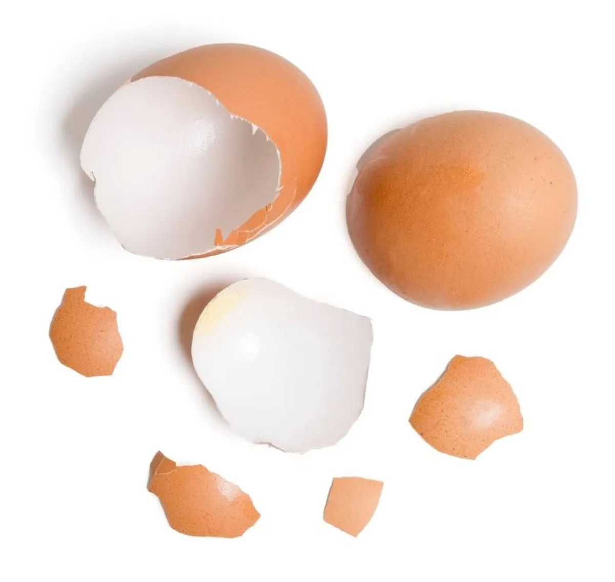 استخدامات قشر البيض في أداء مهام المنزل