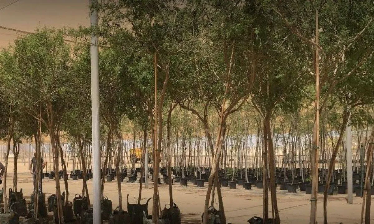 حلول 2030.. مشتل البحر الأحمر الأكبر في الشرق الأوسط بـ 25 مليون شتلة