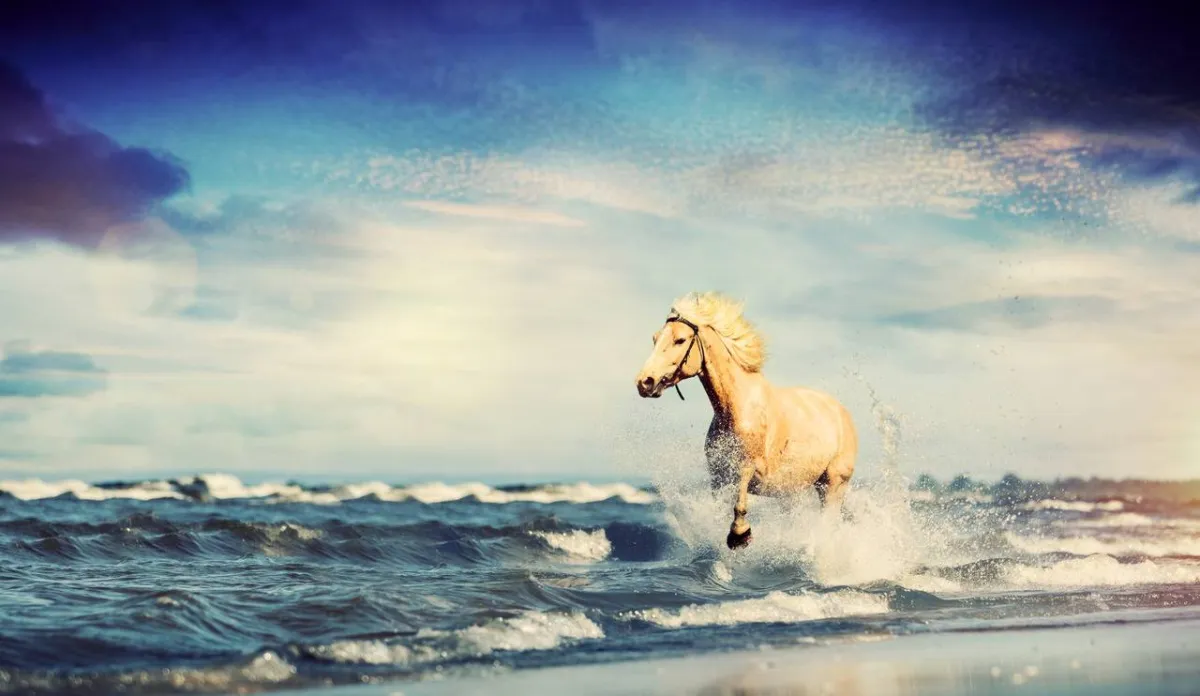 صورة للخيل الأصيل