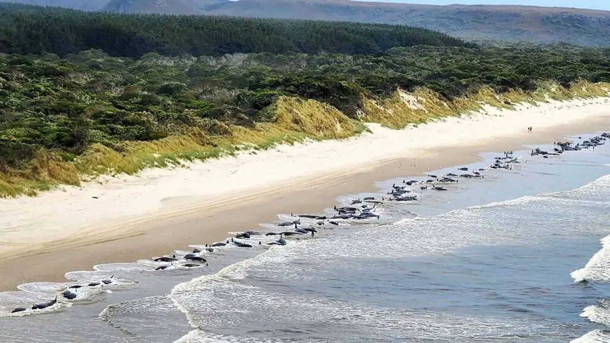 جنوح 230 حوتاً طياراً إلى شواطئ أسترالياً