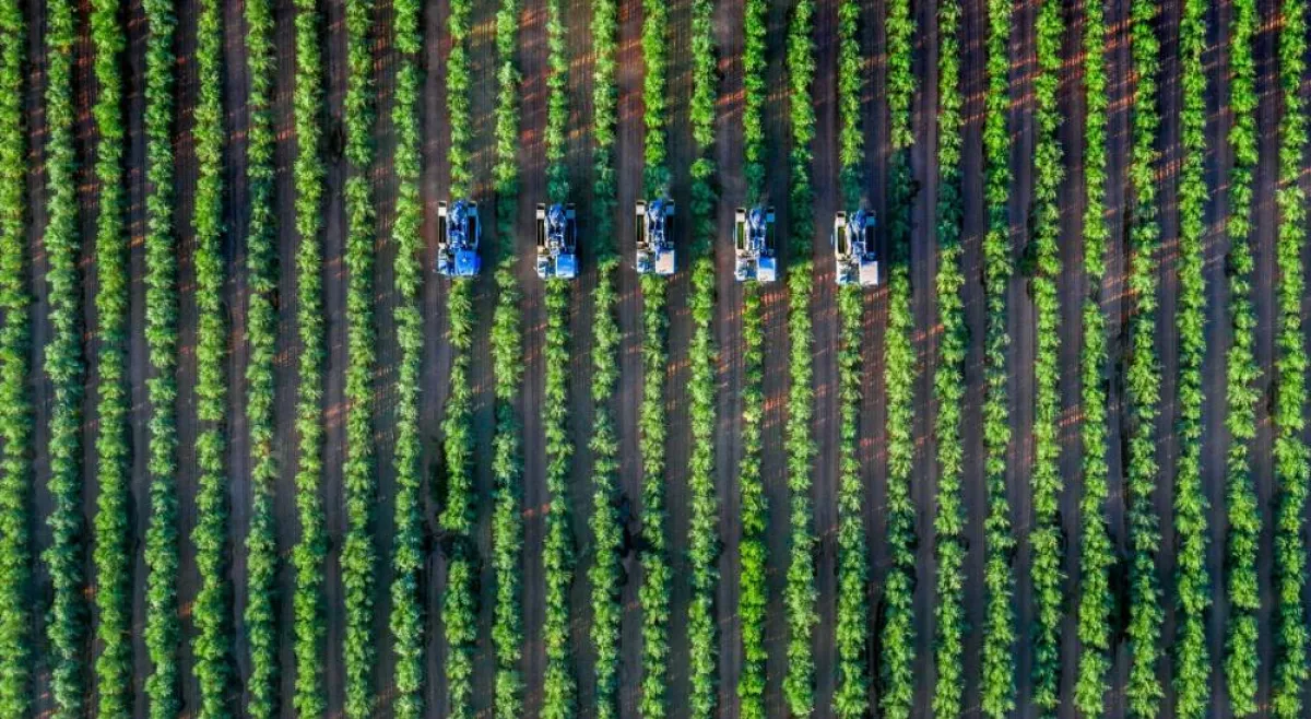 فنون الطهي السعودية: تسجيل 13 عنصرا غذائيا بقائمة منظمة سلو فود للأغذية المهددة بالاندثار