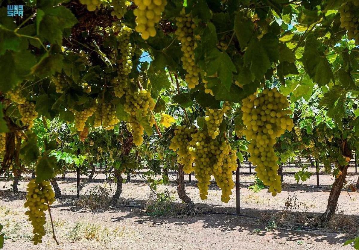 تنتج تبوك بأكثر من 43750 طناً سنوياً من العنب- الصورة من واسً،