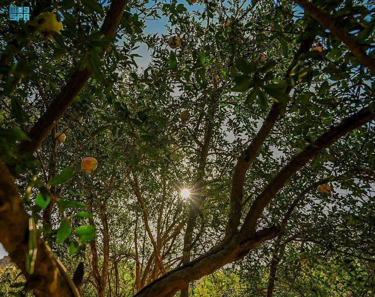 فاكهة الرمان من أهم المنتجات الزراعية التي تشتهر بها منطقة الباحة - الصورة من واس