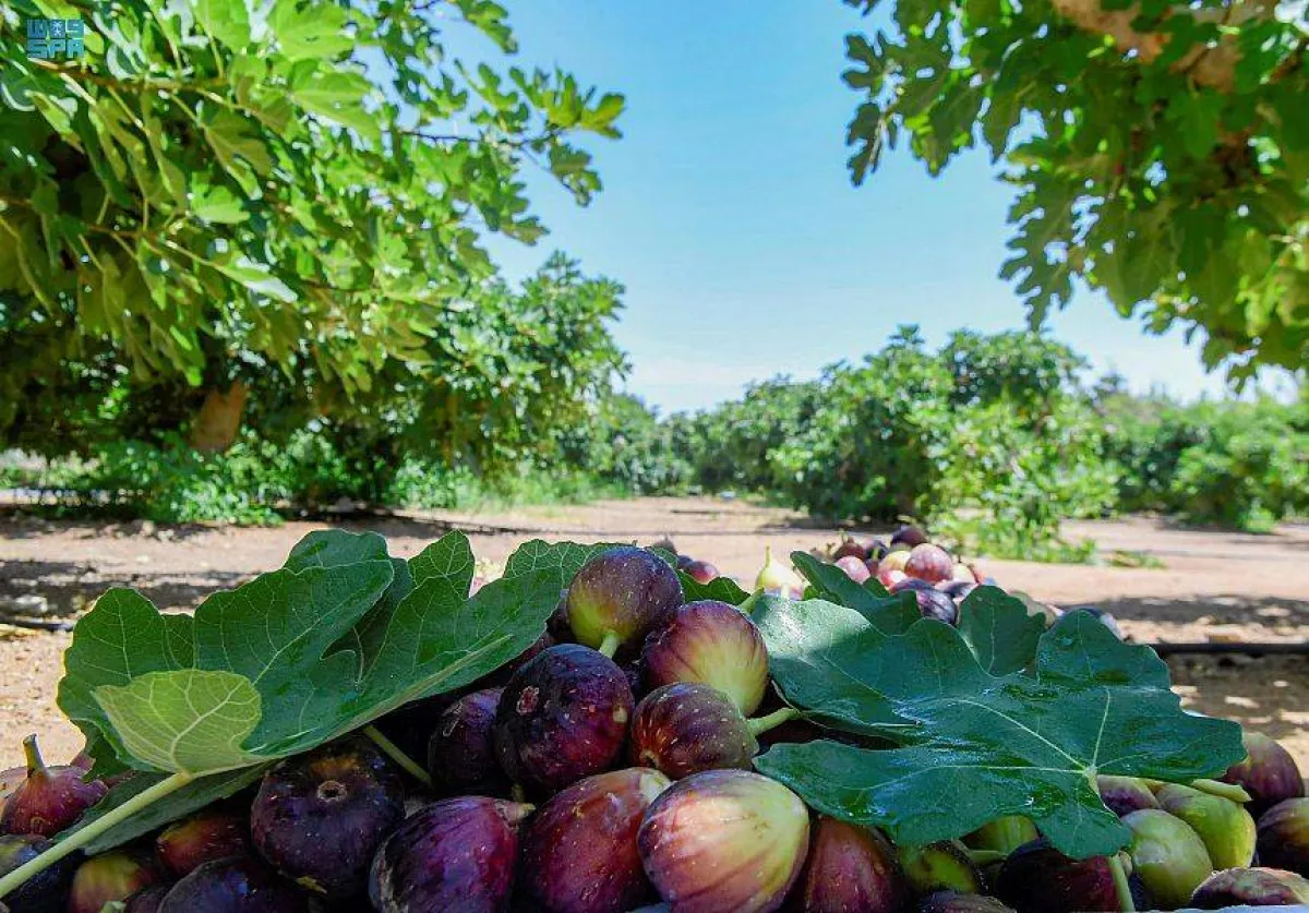 تبوك تنتج  150 طناً من فاكهة التين سنوياً- الصورة من واس