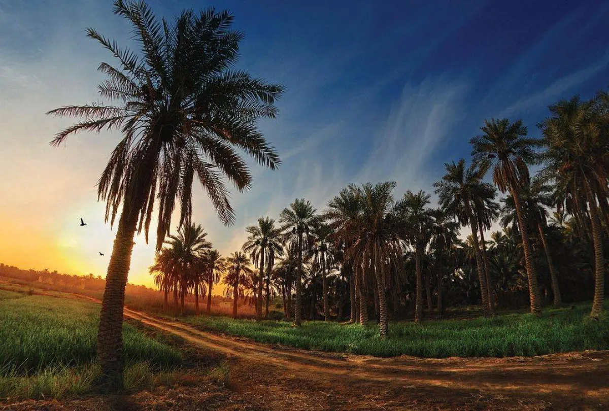 جولة في مدينة "الأحساء" أكبر واحة في السعودية - الصورة من حساب Visit Saudiعلى إنستقرام