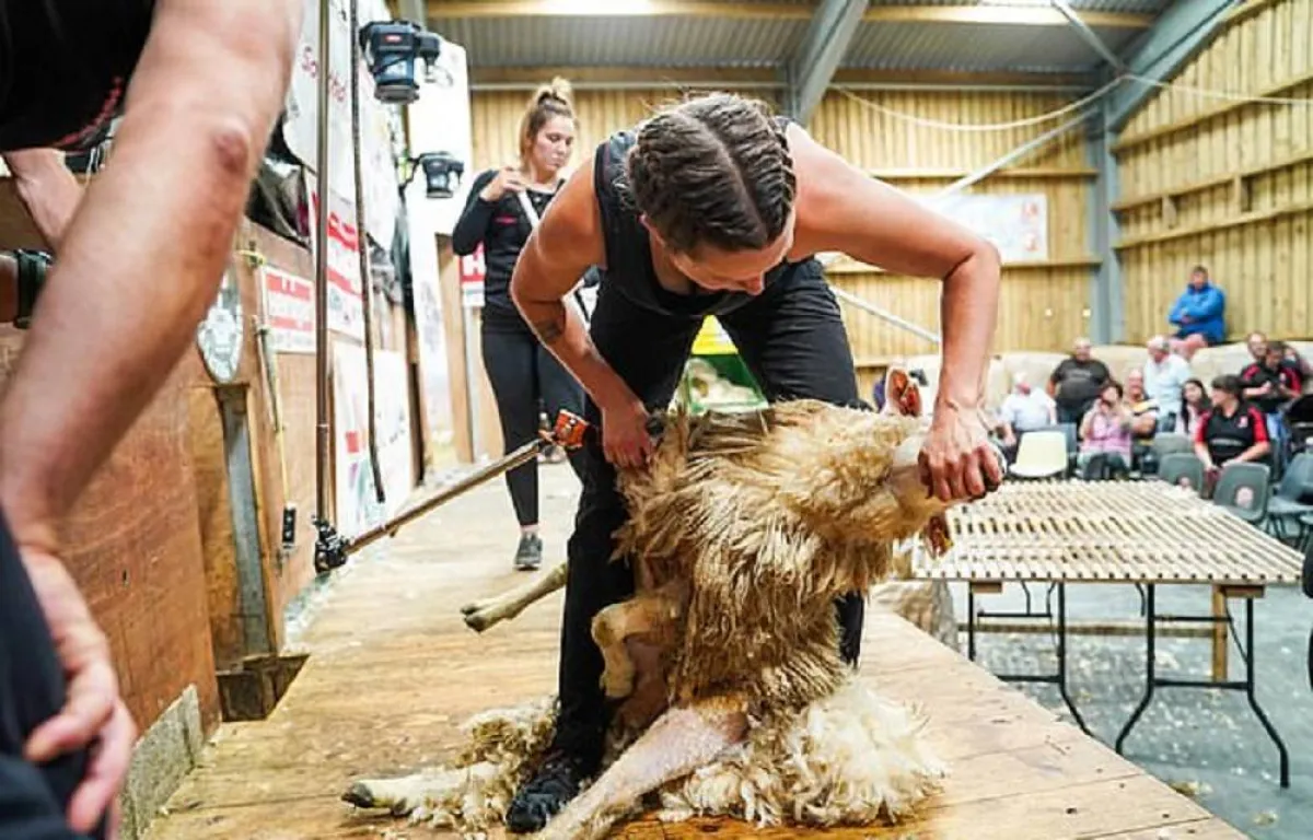 صورة المزارعة ماري بريبل تقص صوف الخروف