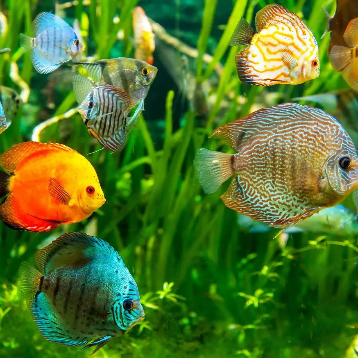 صورة لعدد من الأسماك