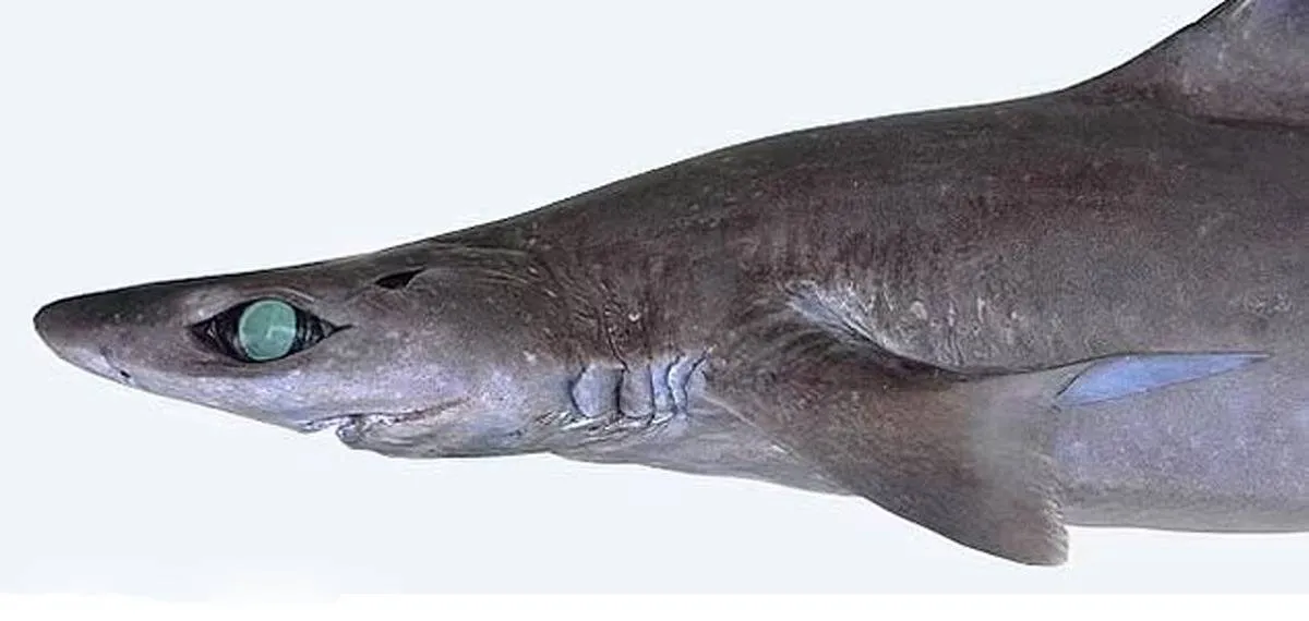 يعثر على قرش بابتسامة إنسان