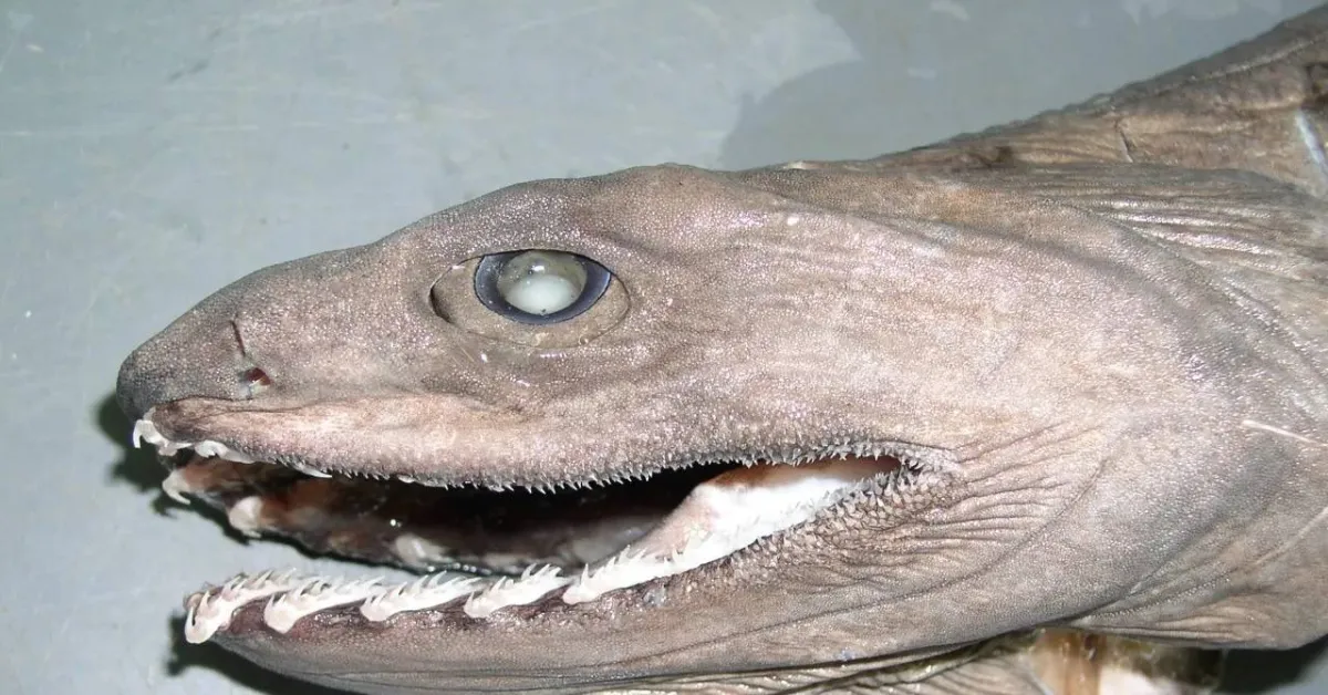 يعثر على قرش بابتسامة إنسان