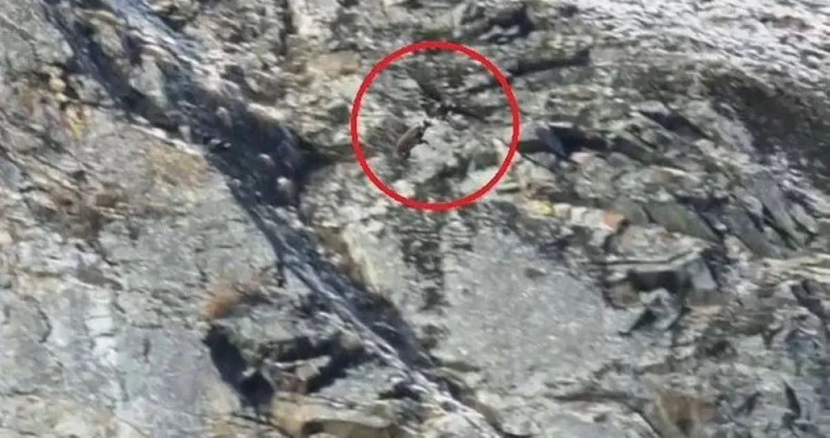 في مشهد لم يصور من قبل.. نسر يرفع ماعزا ويطير به فوق جبال الألب