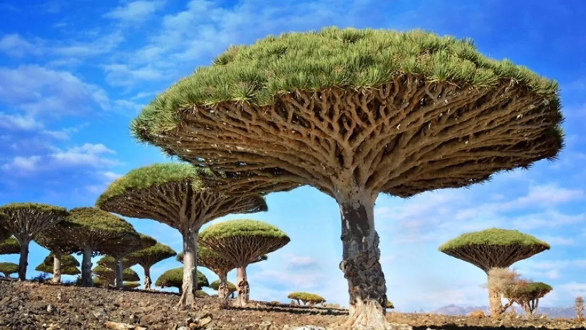 شجرة تنزف دماً