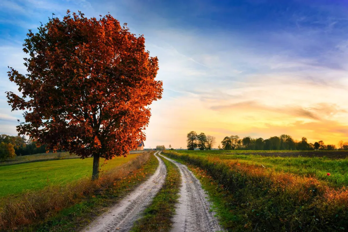 صورة لشجرة حمراء