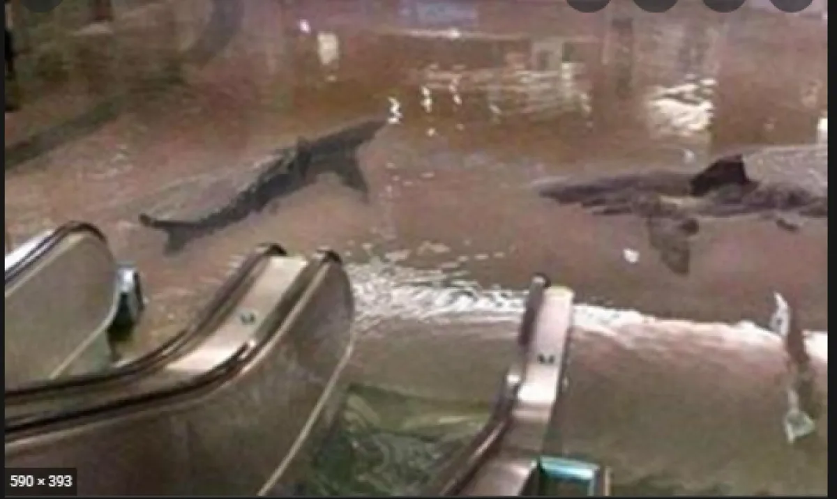 أسماك القرش تسبح بالشارع