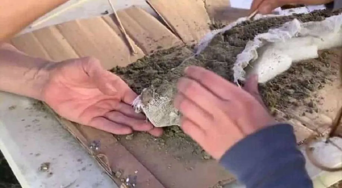 صورة بقايا الفيل المنقرض