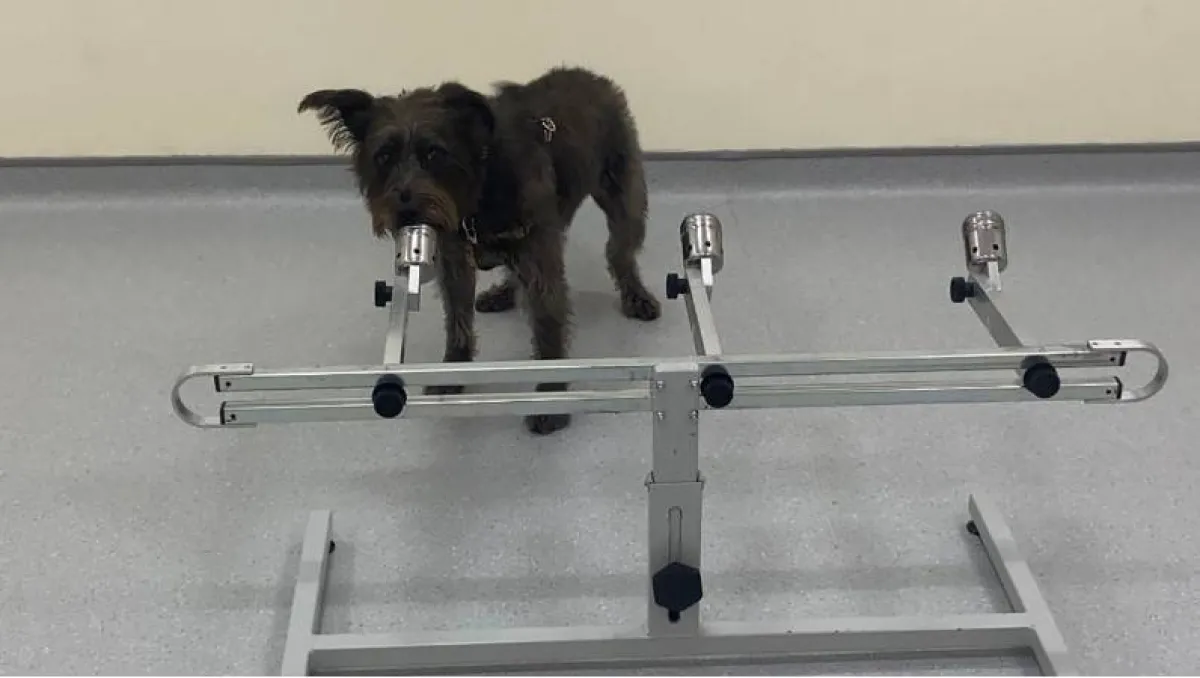 ميزة جديدة لصديق الإنسان الوفي.. الكلب