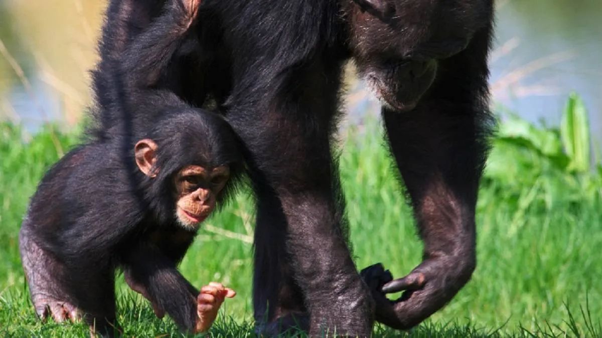 صورة صغير الشمبانزي