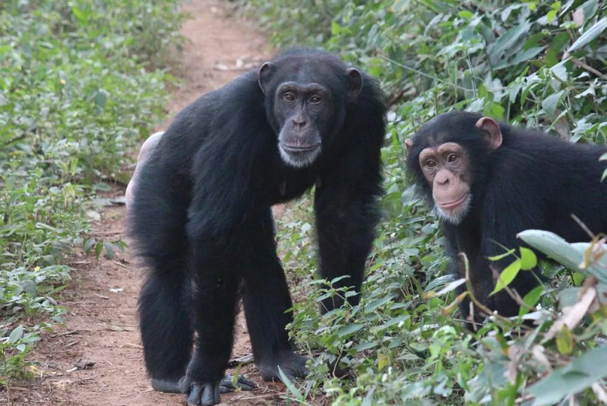 صورة شمبانزي مهدد بالانقراض