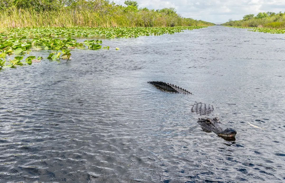 صياد يمسك بتمساح أسطوري يبلغ ارتفاعه 15 قدمًا