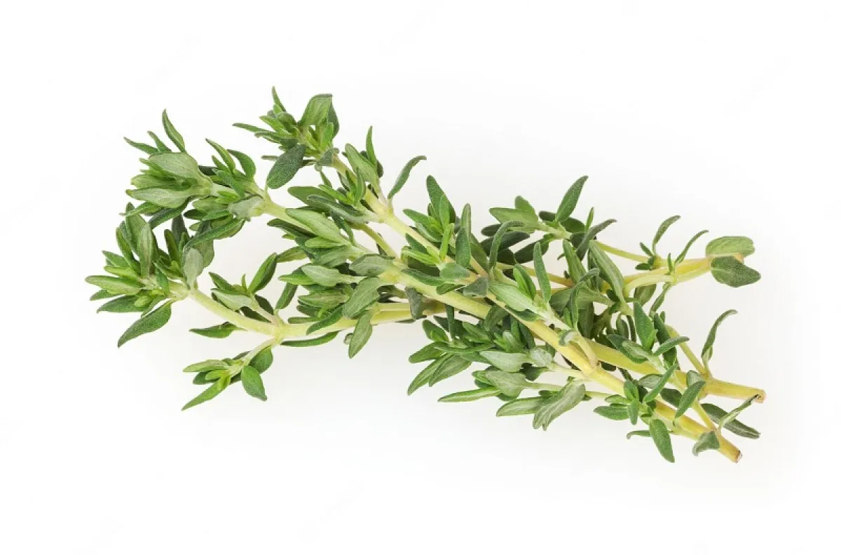 خلطات للشعر