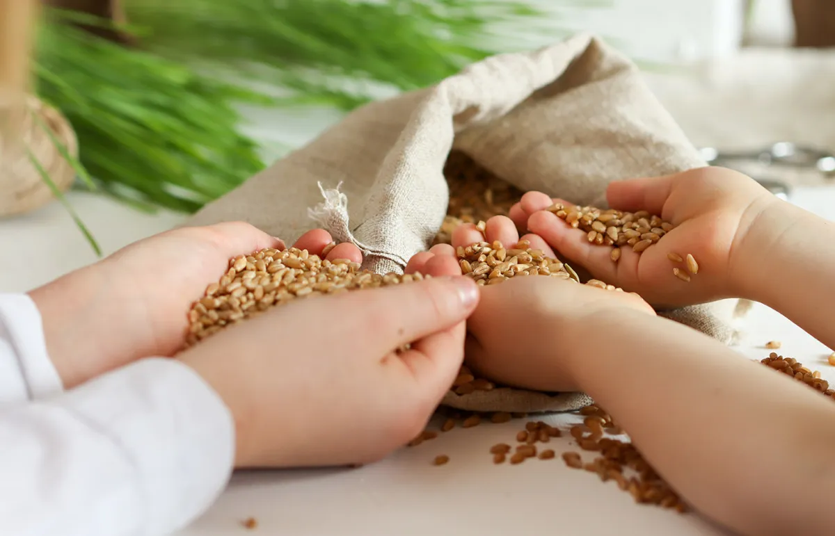 فوائد القمح للأطفال