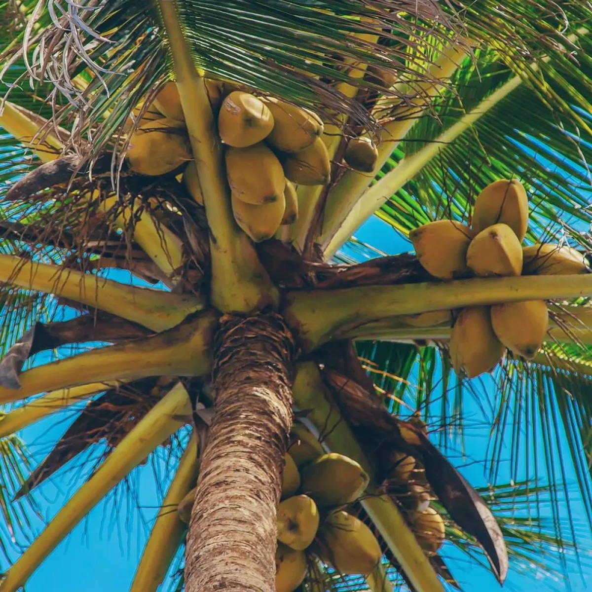 صورة لشجرة جوز الهند