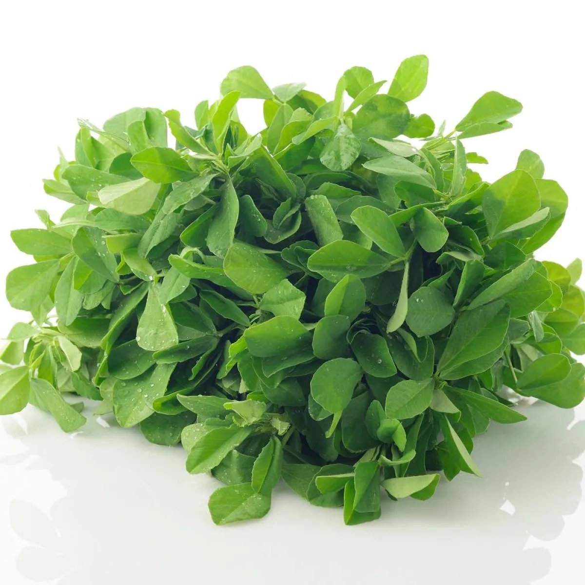 صورة لورق الحلبة