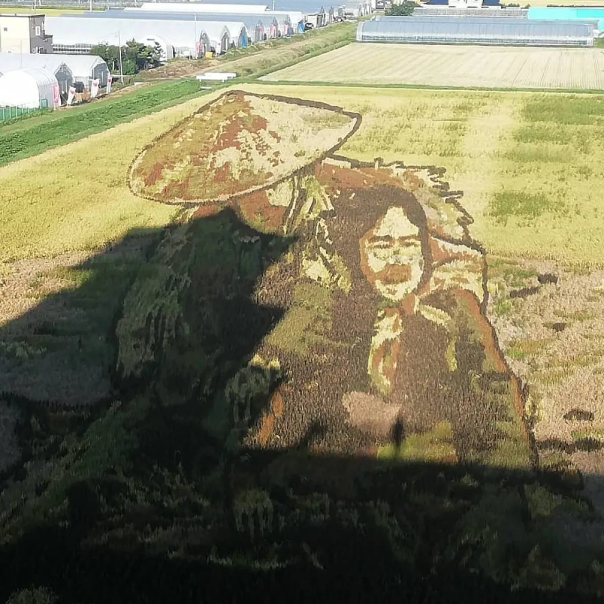 فن حقول الأرز  في اليابان