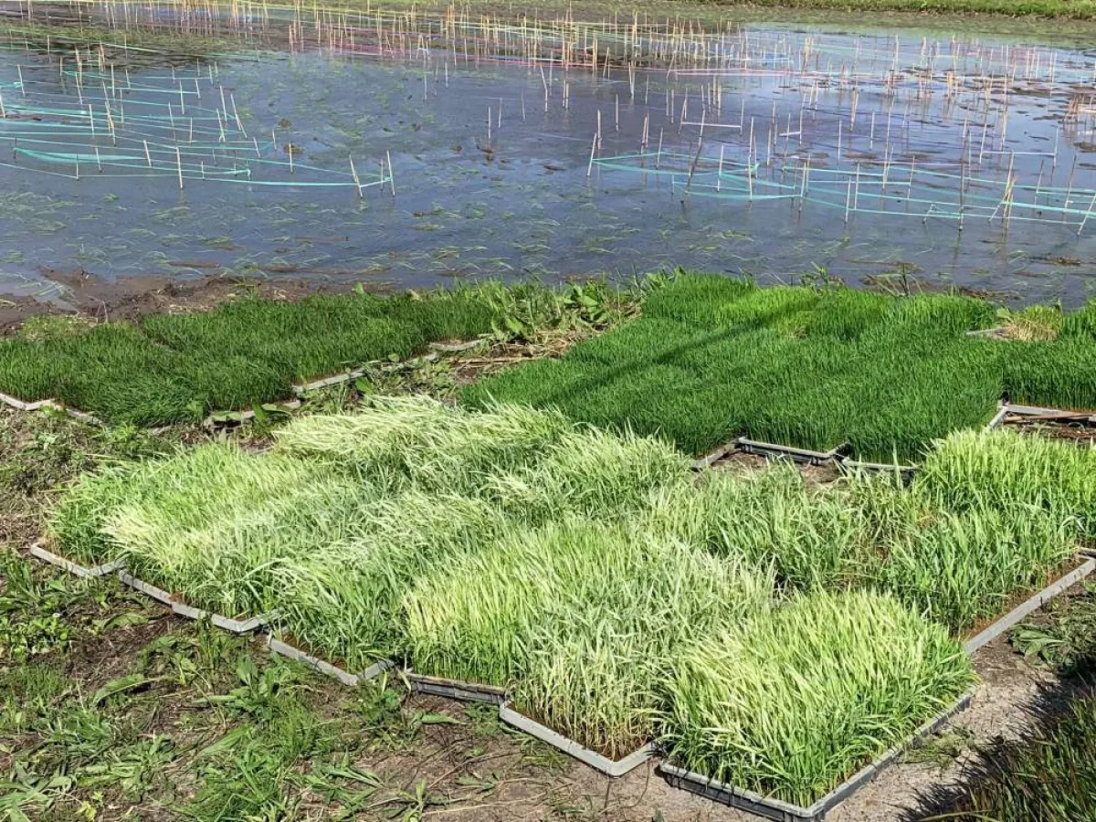 فن حقول الأرز  في اليابان