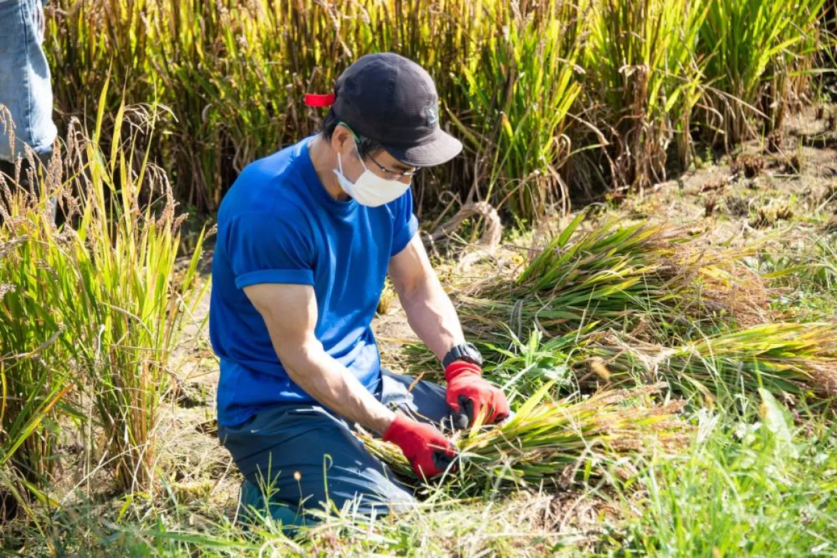 فن حقول الأرز  في اليابان