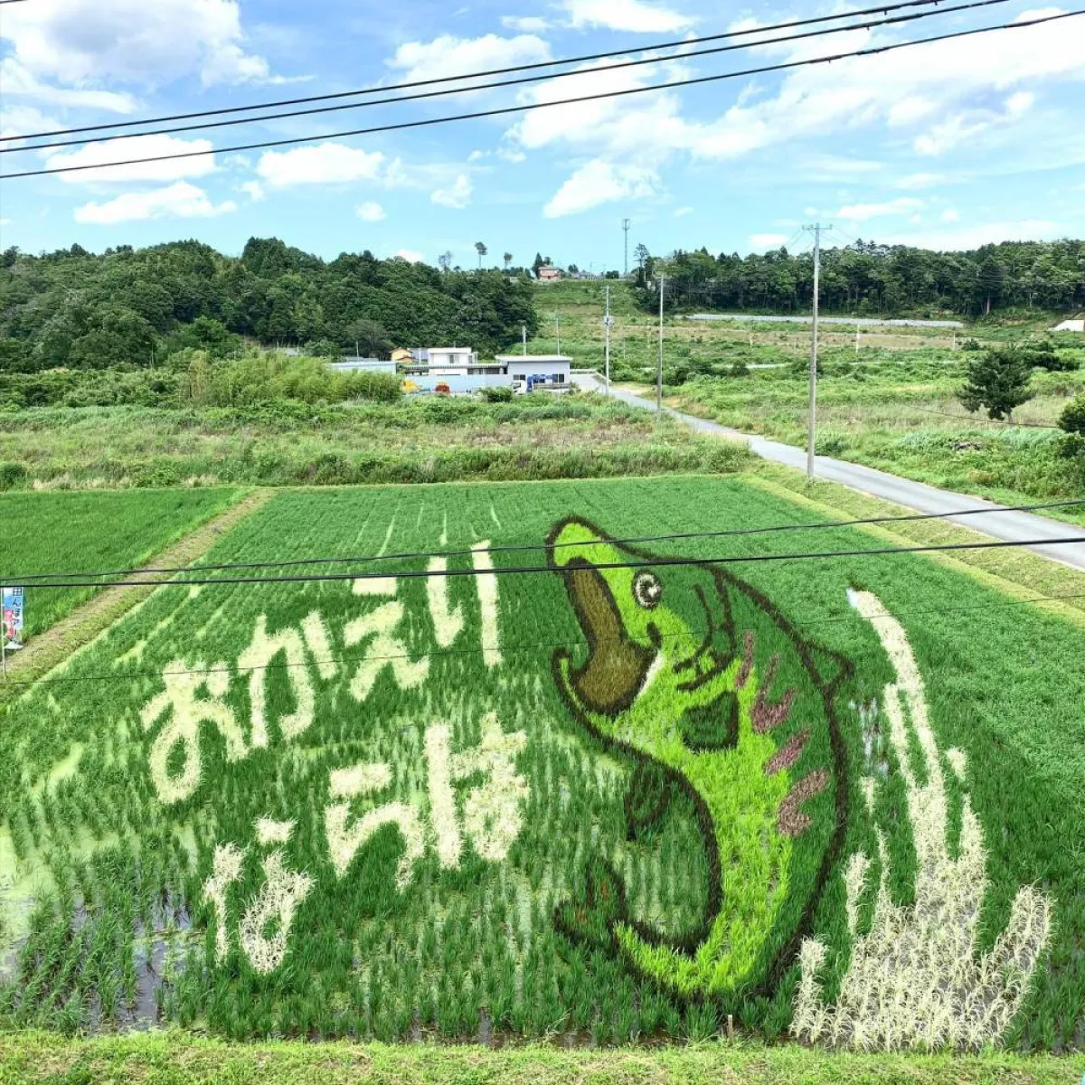 فن حقول الأرز  في اليابان