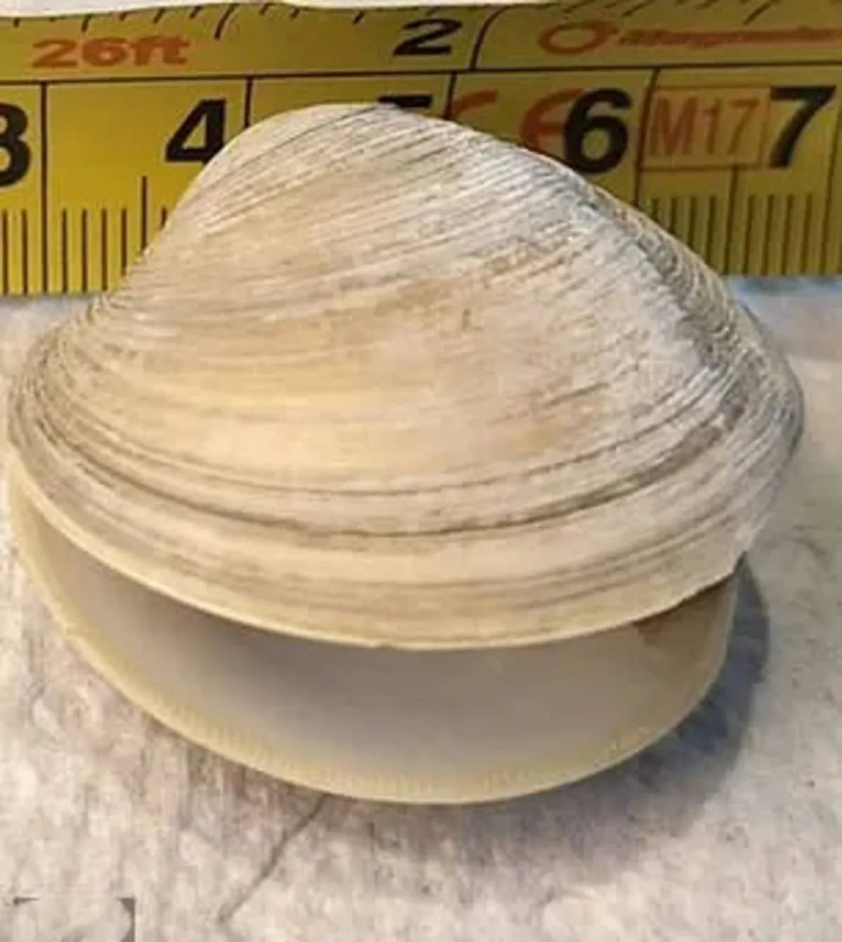 أمريكي يلتهم لؤلؤة بـ4000 دولار