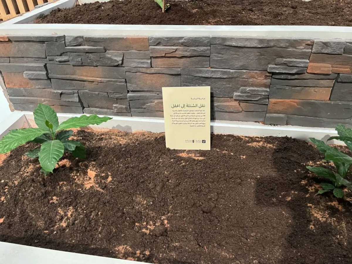 محاكاة طريقة زراعة البن السعودي في مهرجان القهوة السعودية - تصوير  سارا محمد