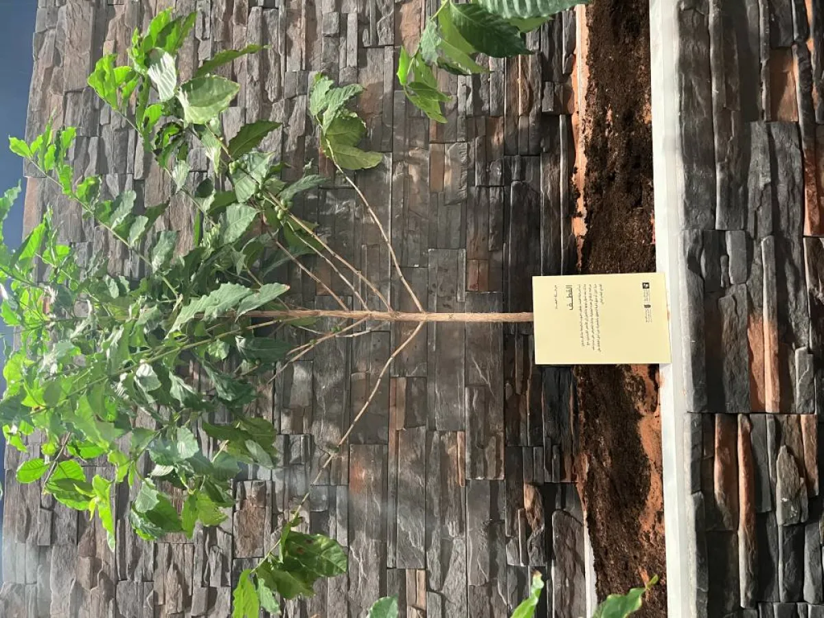 في مرحلة نمو شجرة البن - تصوير سارا محمد