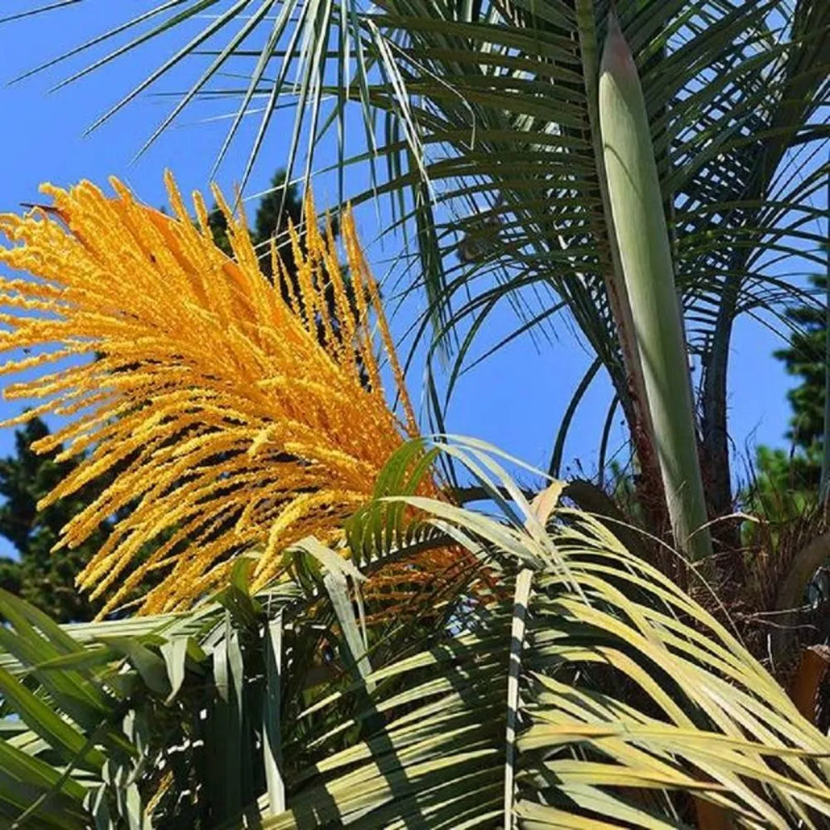 صورة لطَلْع النخل