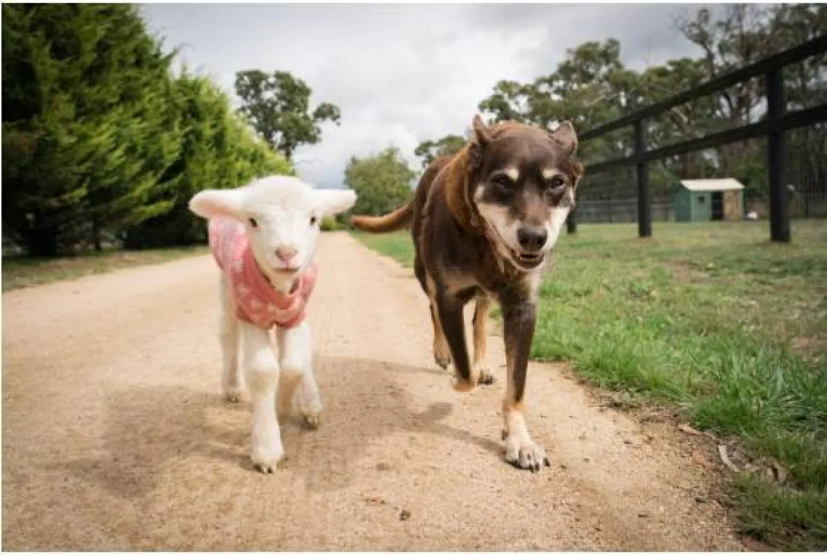 فعاليات اليوم العالمي للحيوان