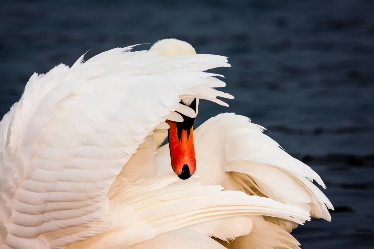 صورة تعبيرية عن الخجل