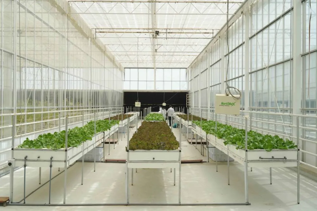 زراعة الزعفران