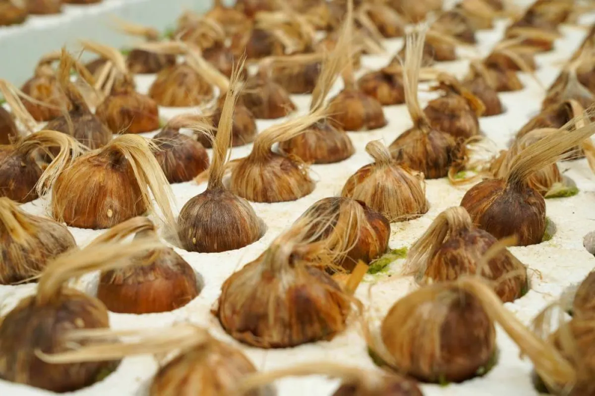 البيئة تُعلن عن مضاعفة إنتاج الزعفران بعد نجاح زراعته بالبيوت المحمية بالمملكة