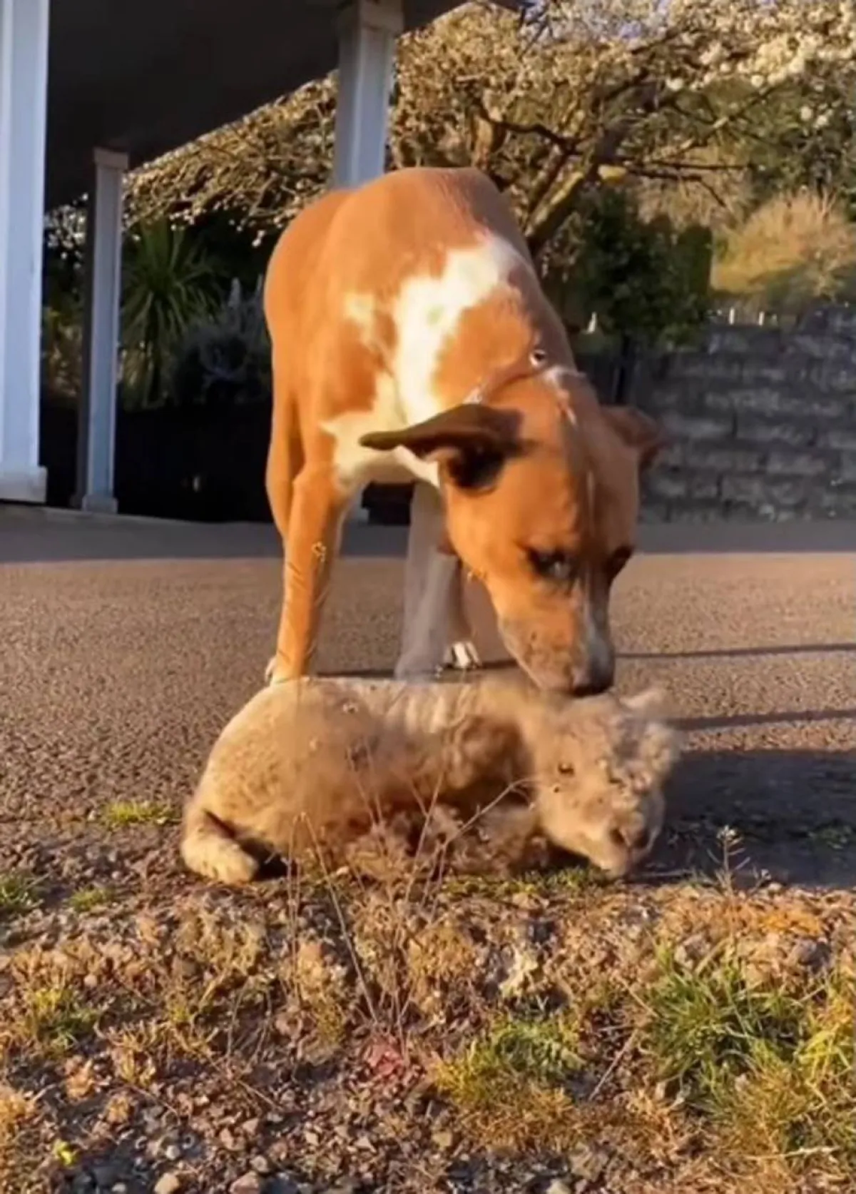 كلبة تبنت حملاً صغيراً بعد رفض أمه له