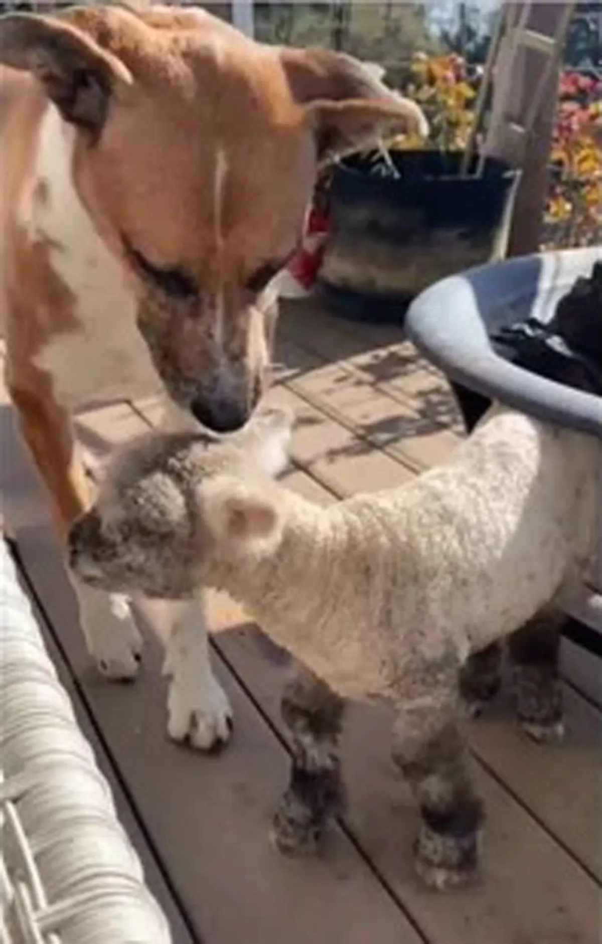 كلبة تبنت حملاً صغيراً بعد رفض أمه له