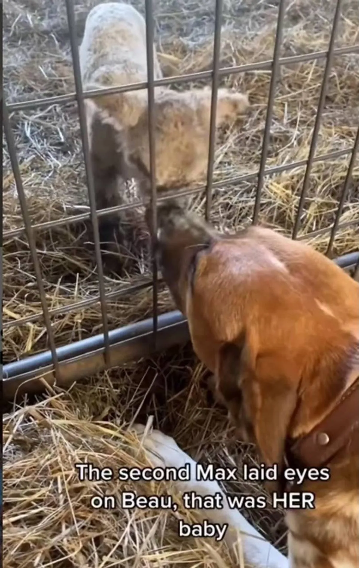 كلبة تبنت حملاً صغيراً بعد رفض أمه له