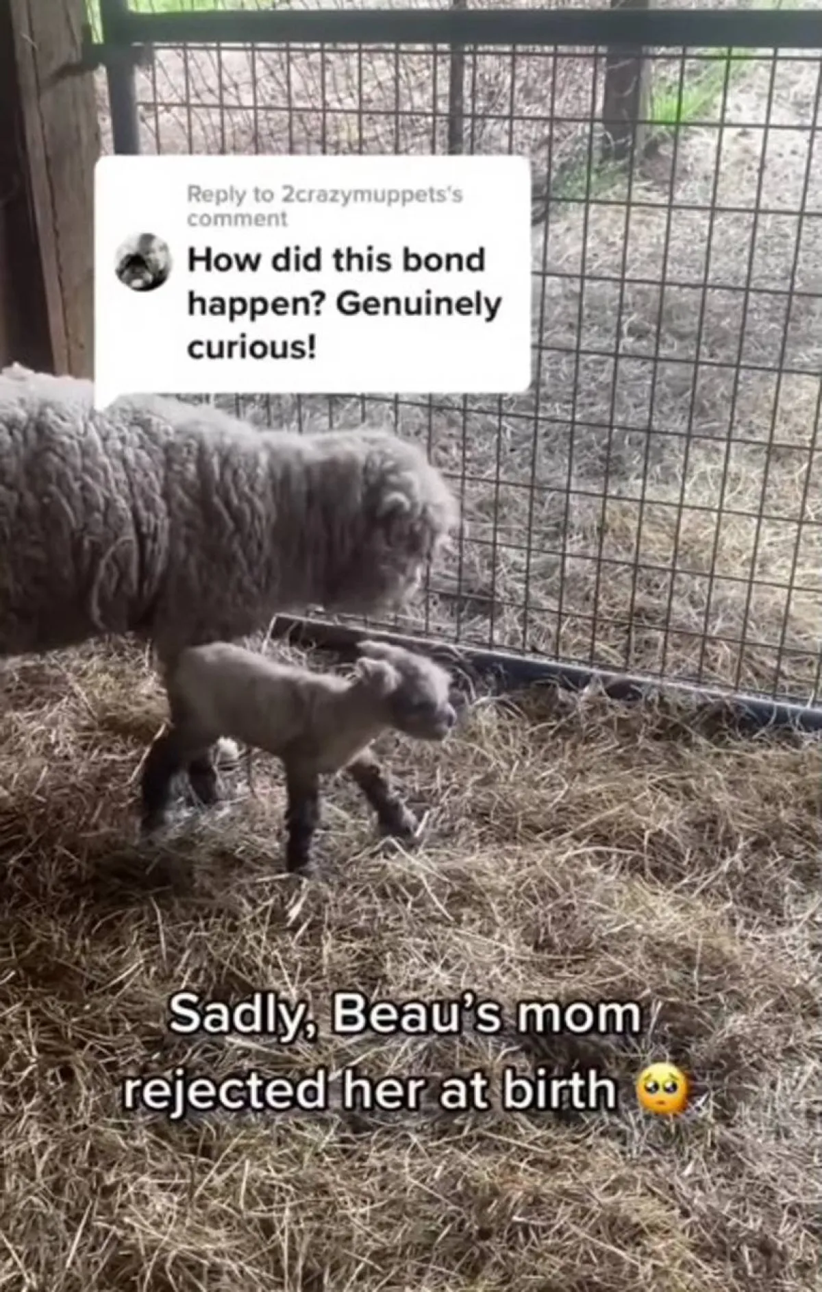 كلبة تبنت حملاً صغيراً بعد رفض أمه له