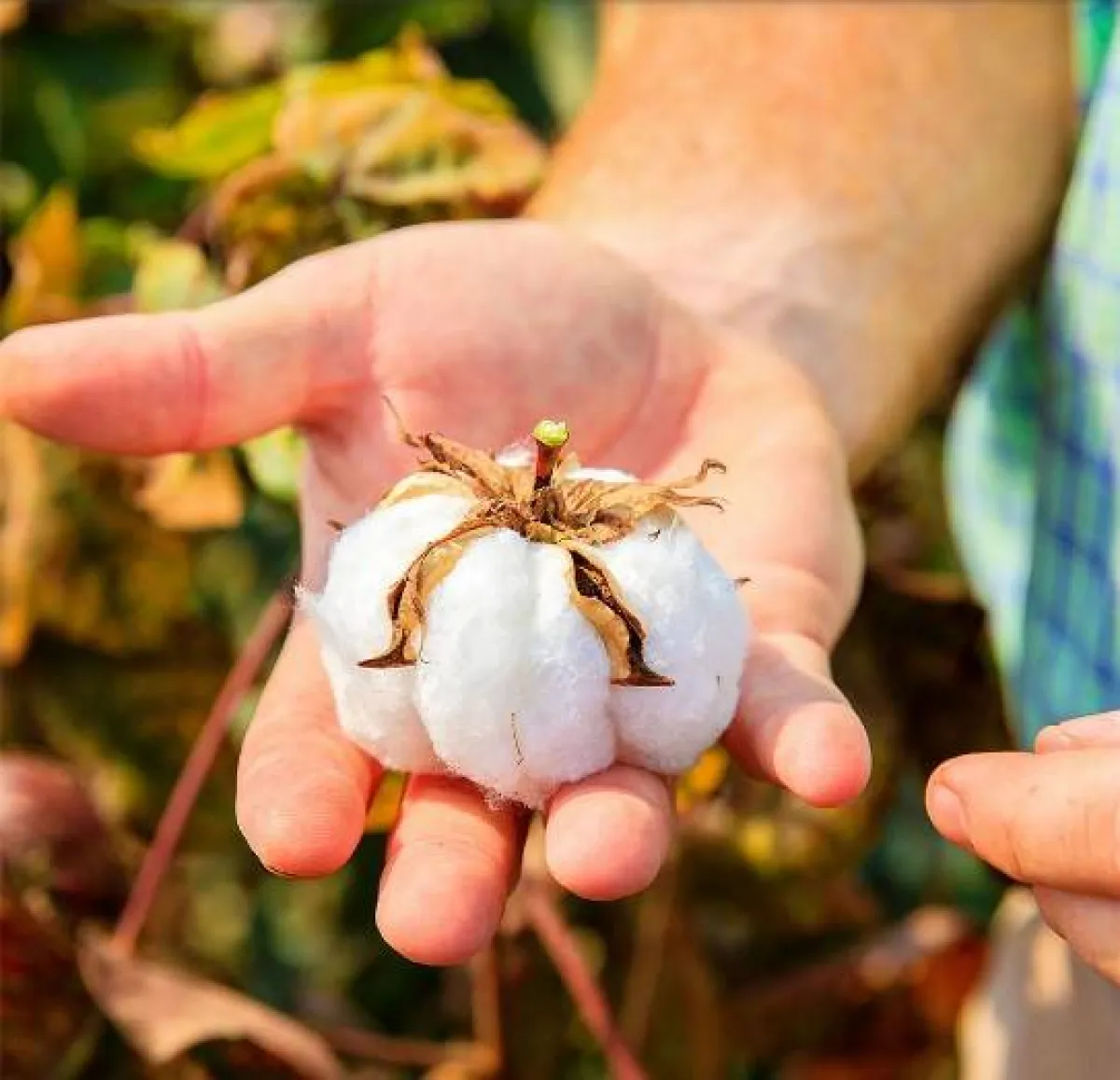 اليوم العالمي للقطن
