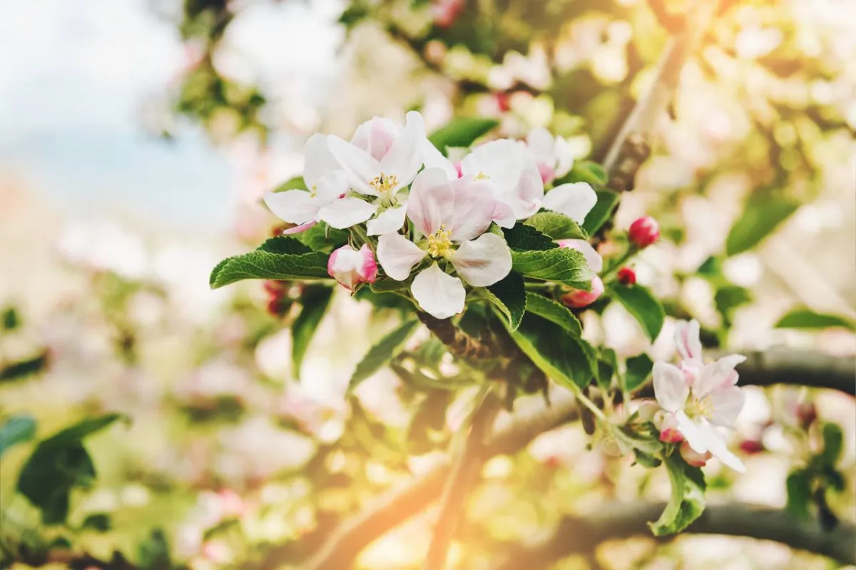 صورة للورد الأبيض