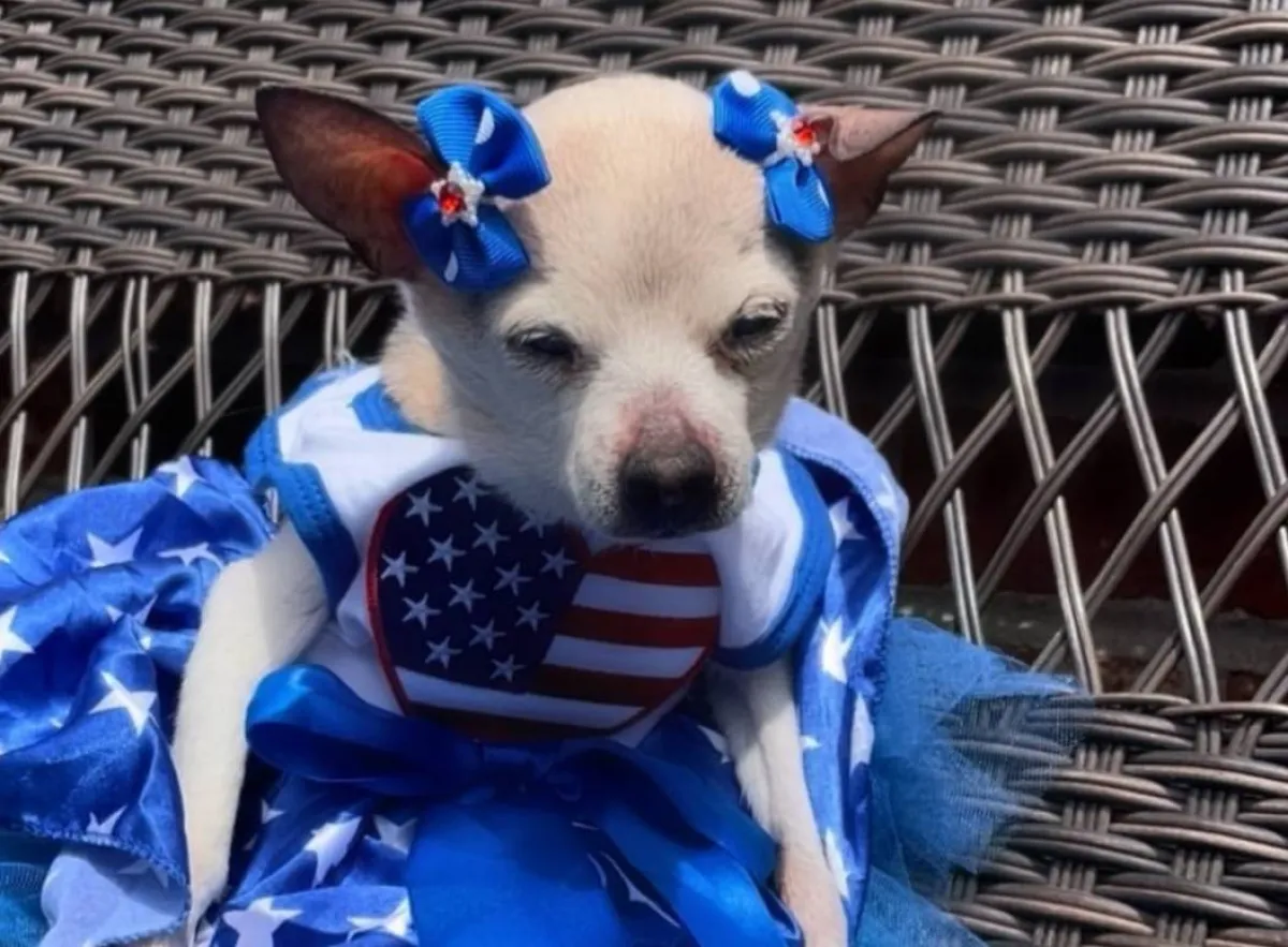 وفاة الكلبة بيبلز أكبر كلبة في العالم- الصورة من حسابها على إنستغرام