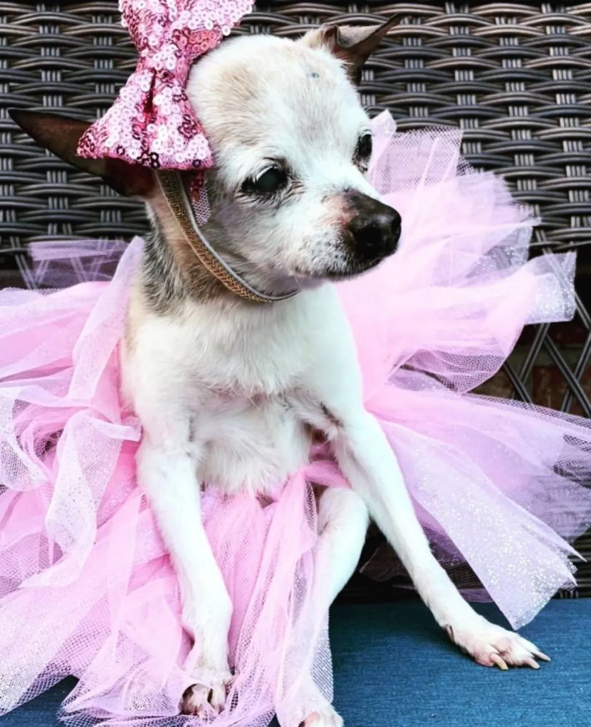 الكلبة بيبلز