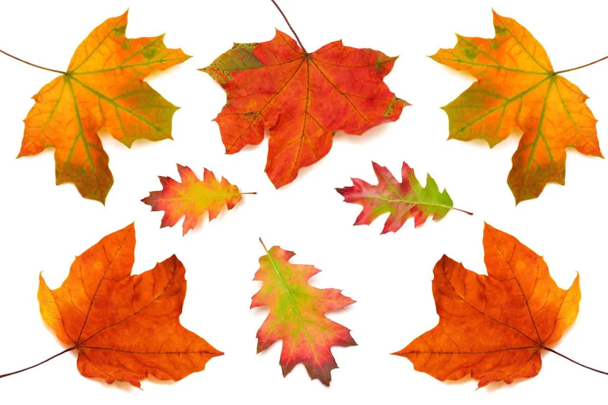 صورة لأوراق الخريف