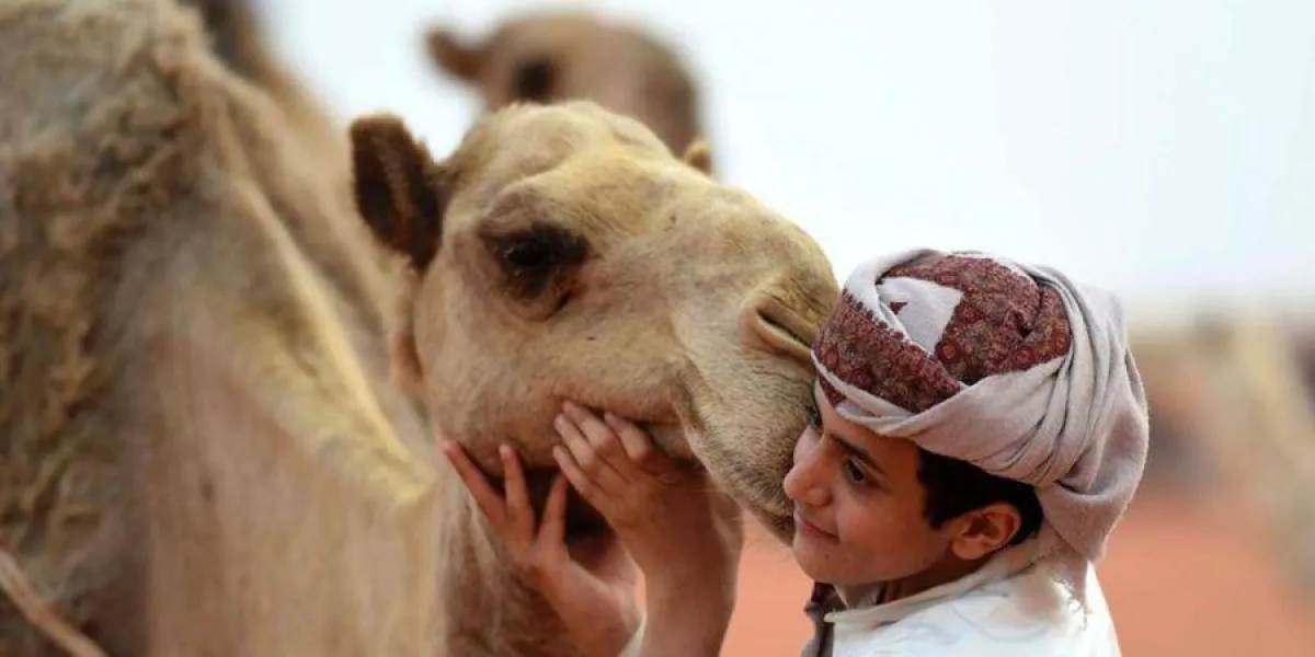  نادي الإبل يعلن عن جدول مسابقات الدورة السابعة من مهرجان الملك عبدالعزيز 