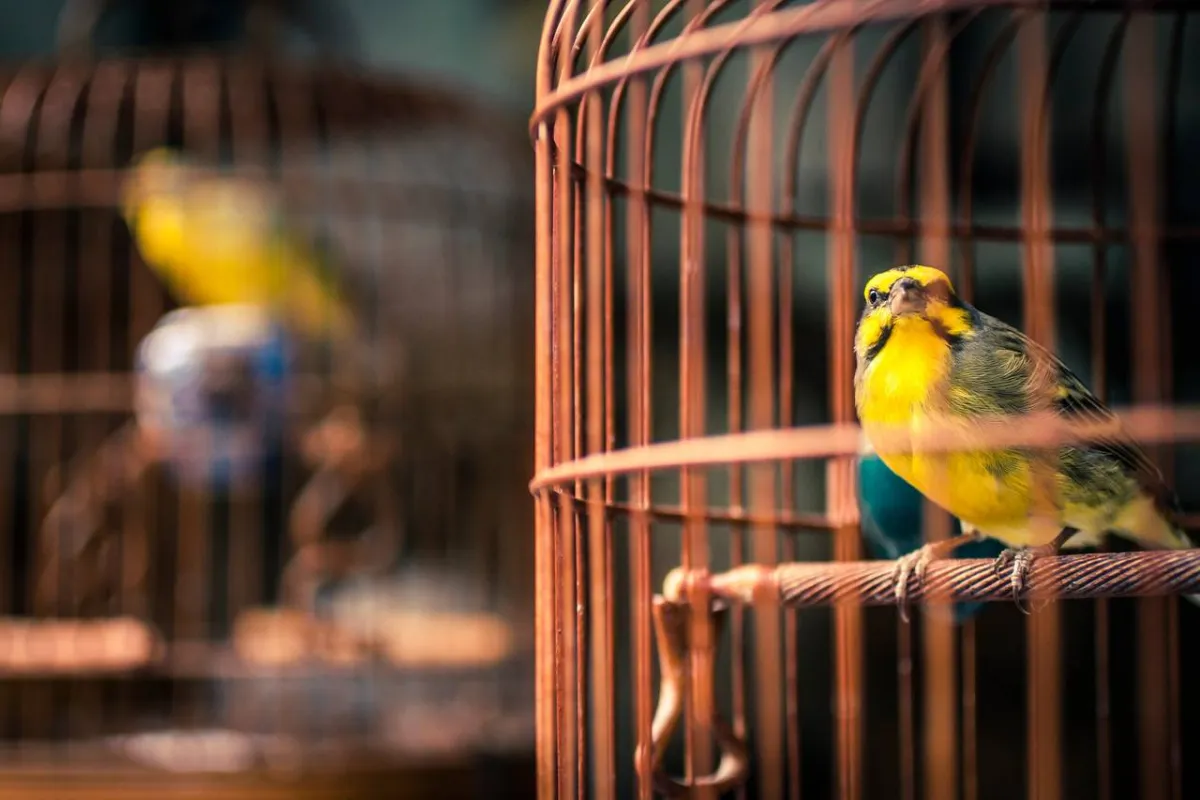 صورة لطائر في القفص